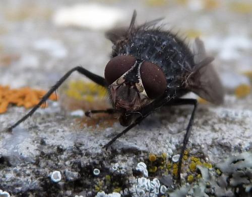Réf. 133 264 : Calliphora vicina