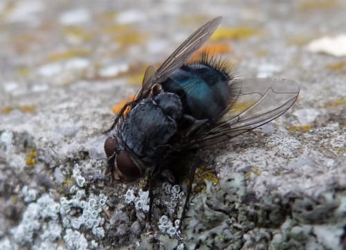 Calliphora vicina