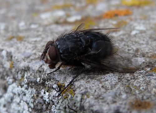 Calliphora vicina