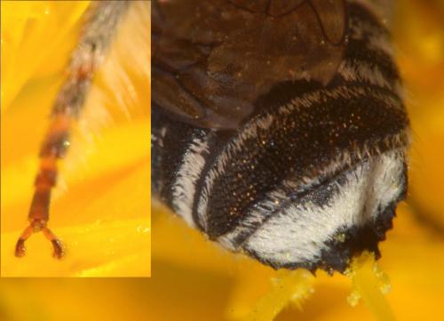 Megachile sp.