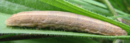Réf. 133 809 : Mythimna sp.