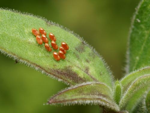 Rhopalus sp.