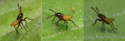 Rhopalus sp.