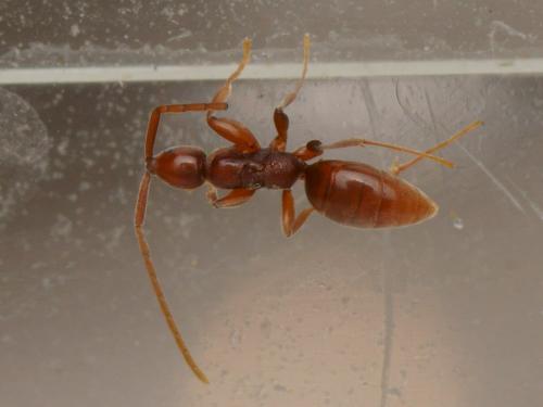 Réf. 133 318 : Embolemus ruddii