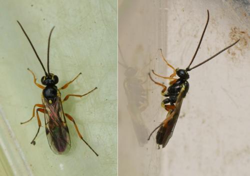 Syrphophilus bizonarius
