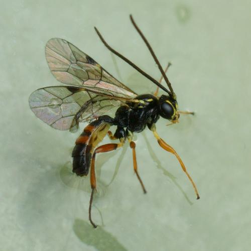 Syrphophilus bizonarius