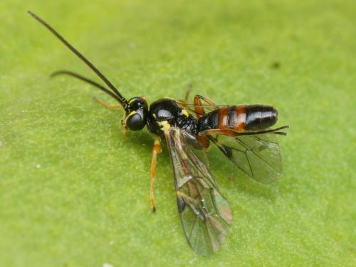 Réf. 133 152 : Syrphophilus bizonarius