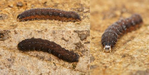 Noctua janthina