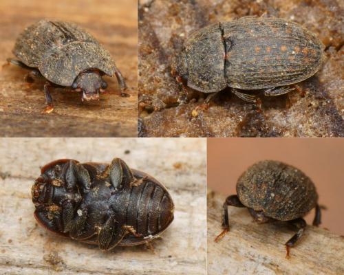 Phenolia picta