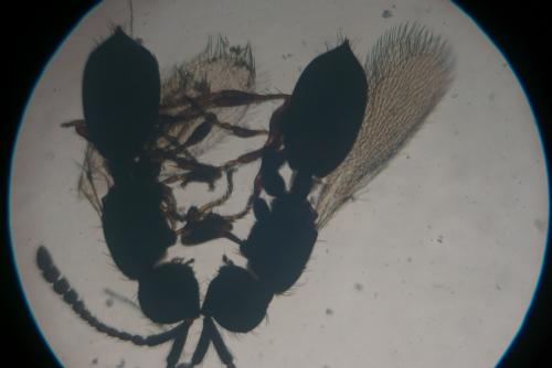 Réf. 133 312 : Trichopria bifovea