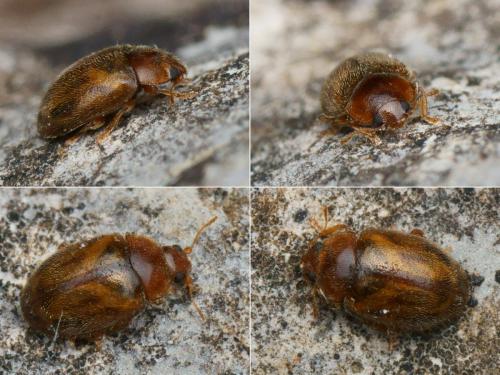 Rhyzobius chrysomeloides