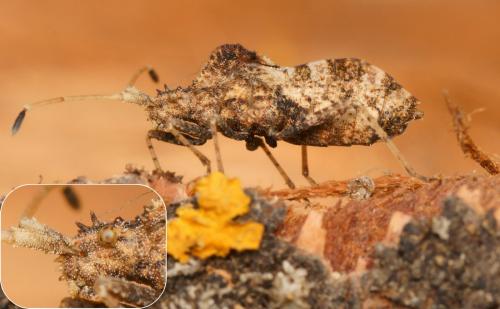 Centrocoris variegatus