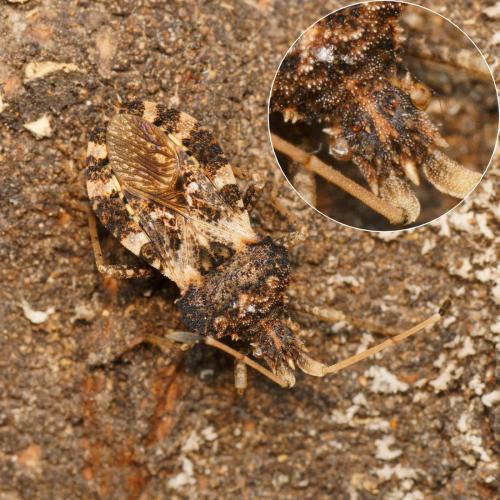 Réf. 133 377 : Centrocoris variegatus