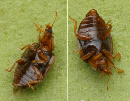 Rhyzobius chrysomeloides