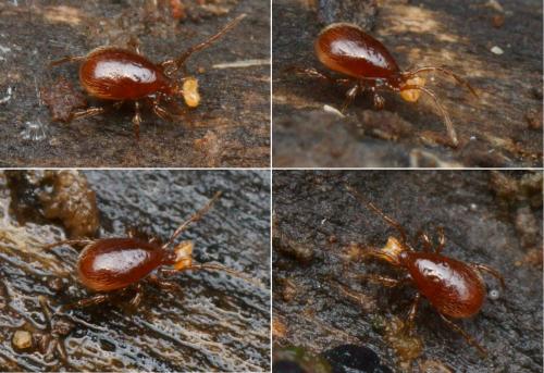 Pergamasus sp.
