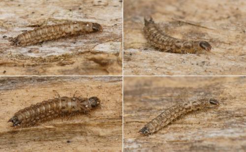 Réf. 133 589 : Dasytinae inconnu