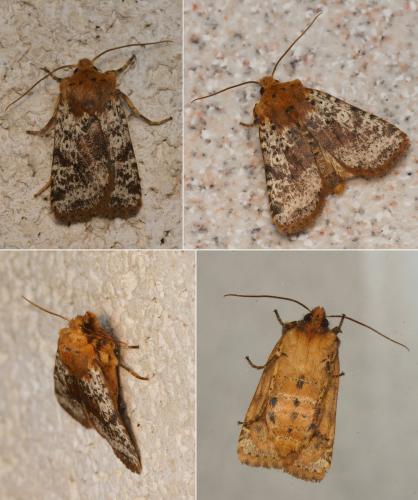 Réf. 133 581 : Conistra rubiginea