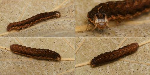Noctua janthina