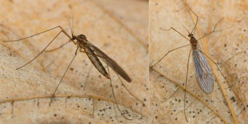 Trichocera sp.
