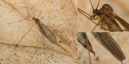 Trichocera sp.