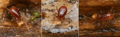 Pergamasus sp.