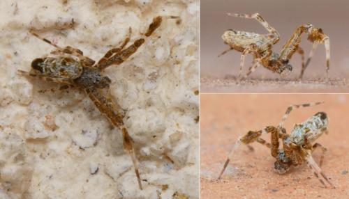 Réf. 133 924 : Uloborus plumipes