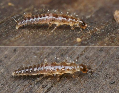 Stenus sp.