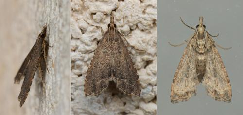 Diplopseustis perieresalis