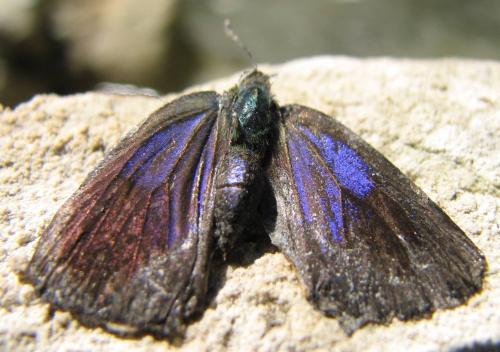 Réf. 133 989 : Favonius quercus
