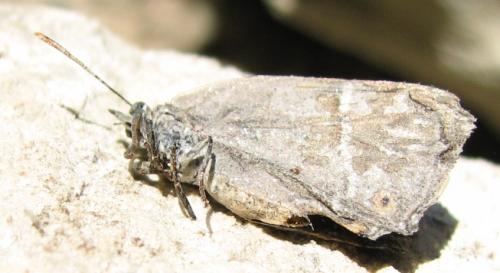 Réf. 133 990 : Favonius quercus