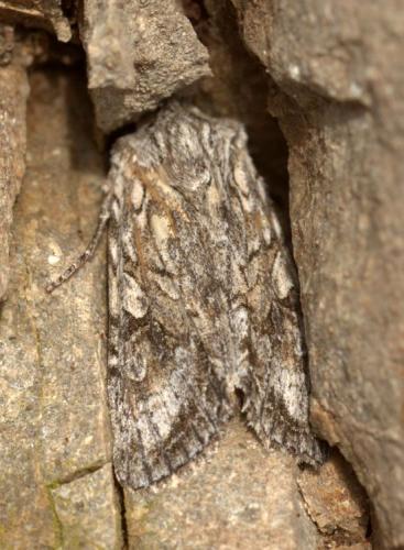 Graphania sp.
