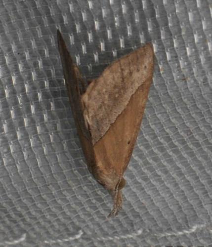Hypena lividalis