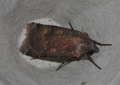 Réf. 133 534 : Agrotis trux
