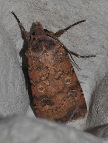 Réf. 133 535 : Agrotis trux