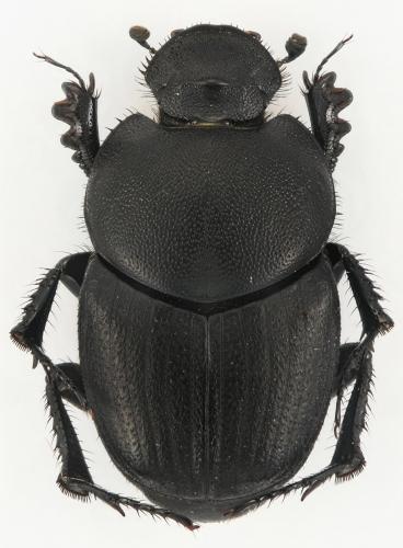 Euonthophagus amyntas