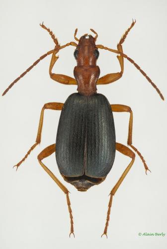 Brachinus immaculicornis
