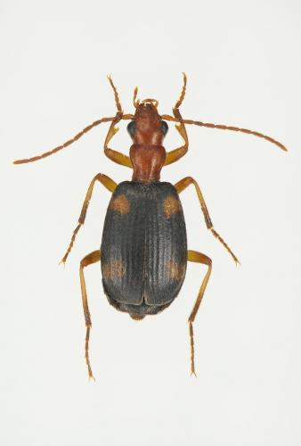 Réf. 133 676 : Brachinus exhalans