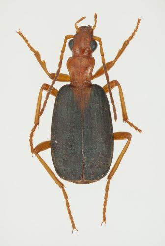 Brachinus plagiatus
