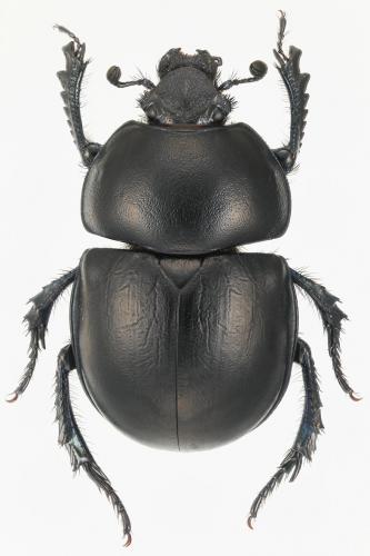 Réf. 133 773 : Trypocopris vernalis