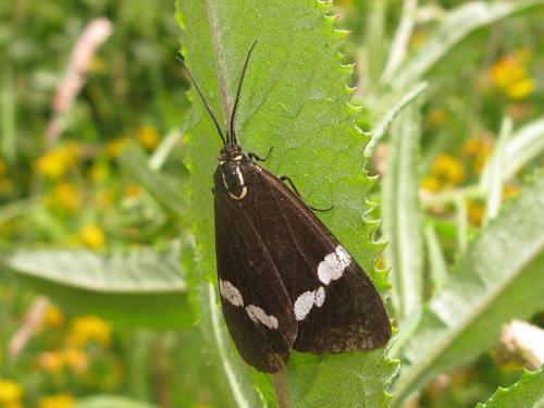 Réf. 133 119 : Nyctemera annulata
