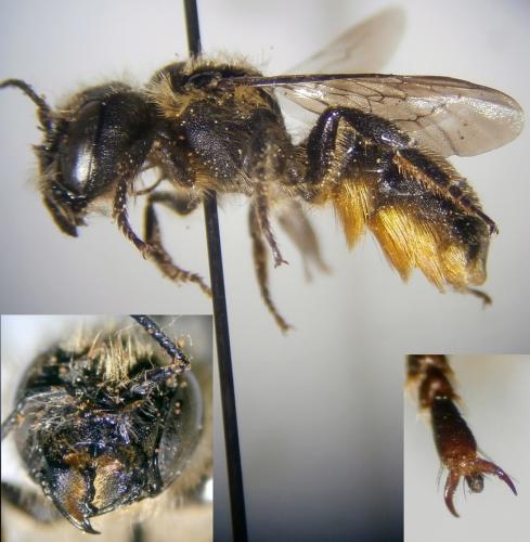 Réf. 133 287 : Osmia niveata