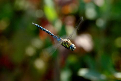 Aeshna mixta
