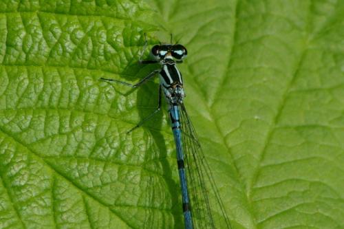 Coenagrion puella