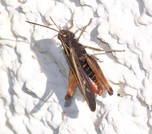 Omocestus rufipes