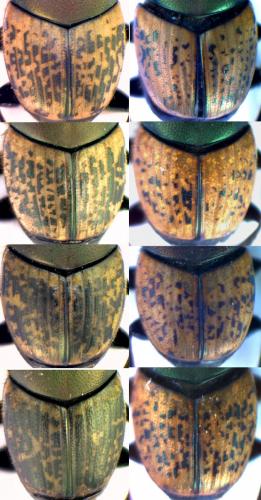 Onthophagus divers