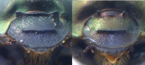 Onthophagus divers