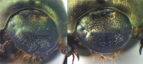 Onthophagus divers