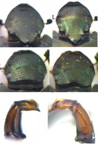 Onthophagus divers