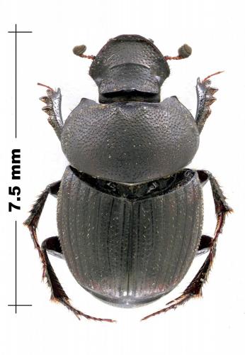 Onthophagus sericatus