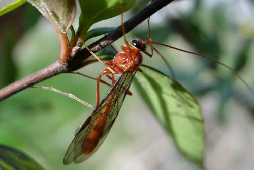 Ophion sp.